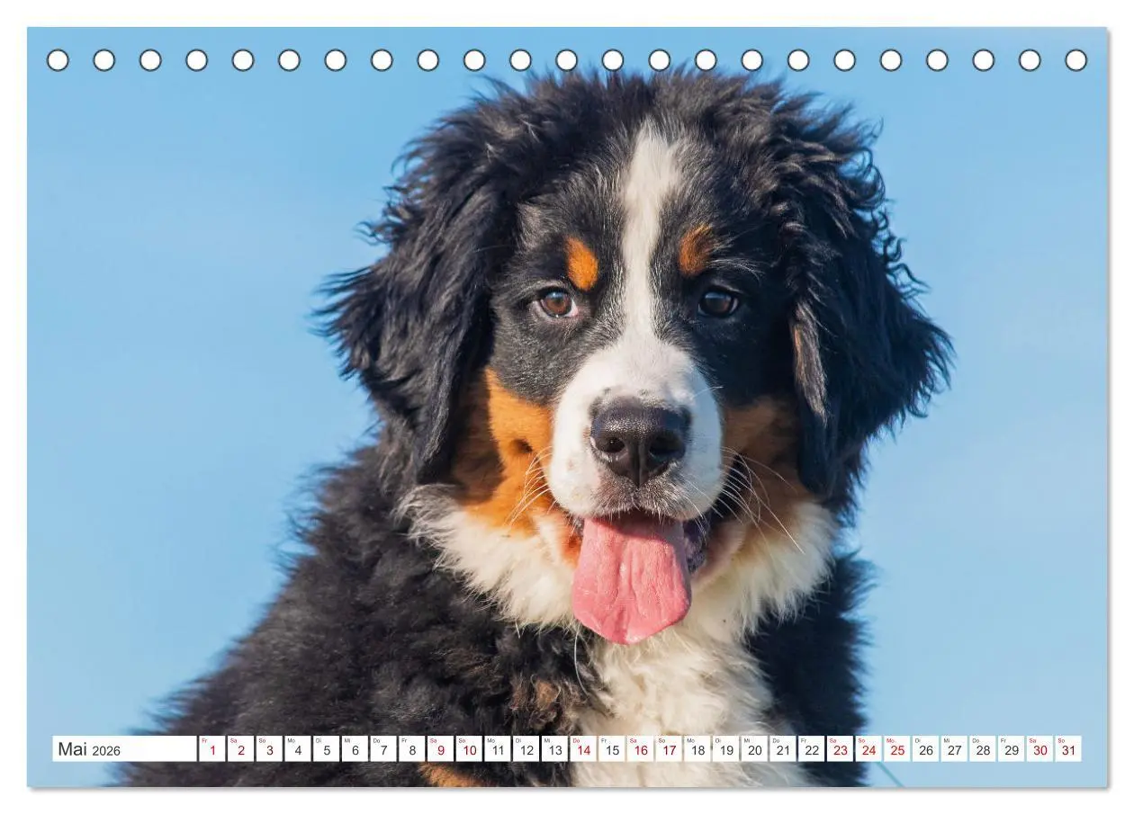 Bild: 9783457482810 | Berner Sennenhund - Ein Freund auf vier Pfoten (Tischkalender 2026...