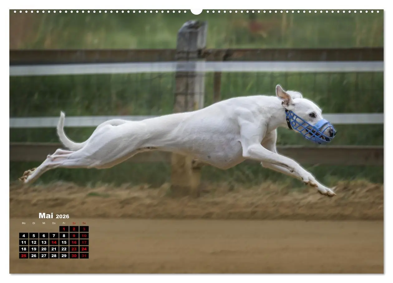 Bild: 9783457433010 | WHIPPETS - SCHNELL UND SCHÖN (hochwertiger Premium Wandkalender...