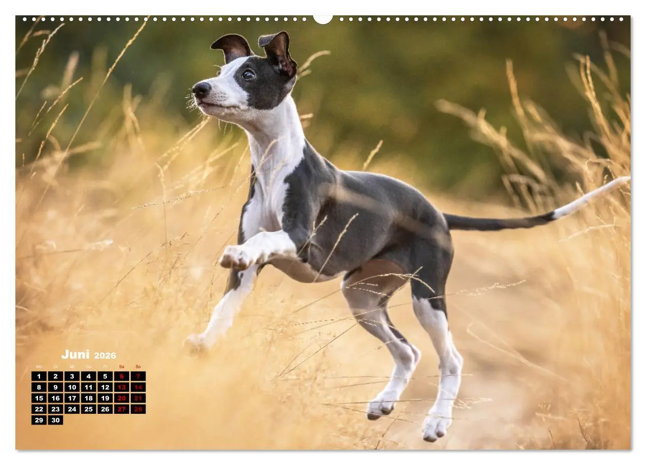 Bild: 9783457433010 | WHIPPETS - SCHNELL UND SCHÖN (hochwertiger Premium Wandkalender...