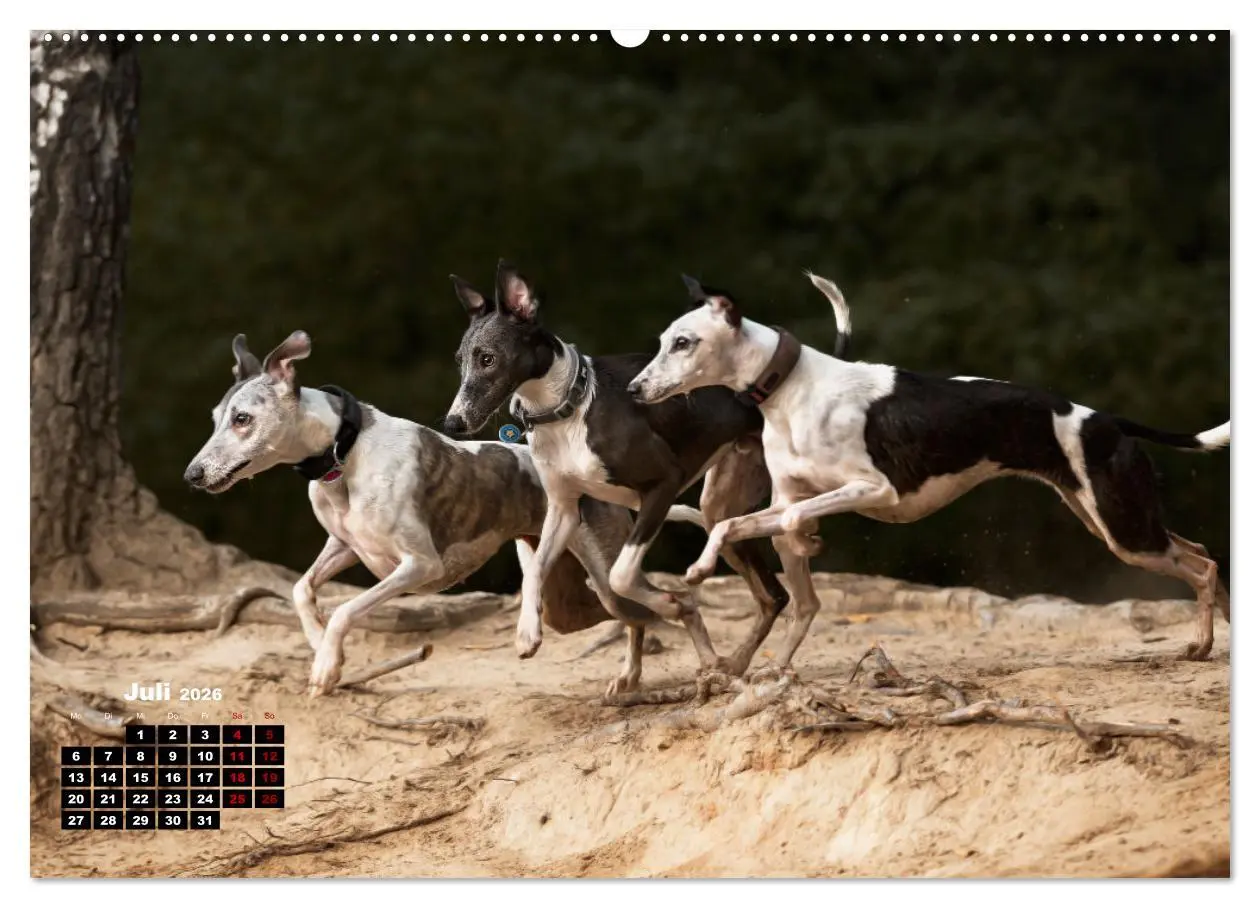 Bild: 9783457433010 | WHIPPETS - SCHNELL UND SCHÖN (hochwertiger Premium Wandkalender...