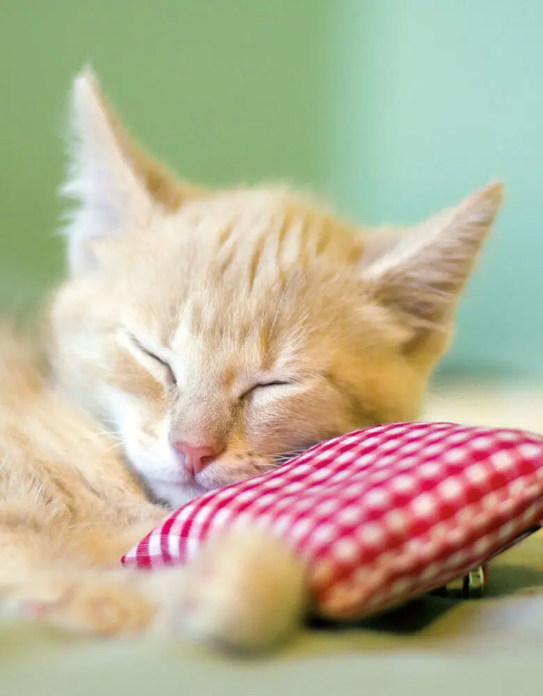 Cover: 9783955703110 | Kitten | Blankbook | Tushita-Verlag | Buch | In Kartonage | 144 S.