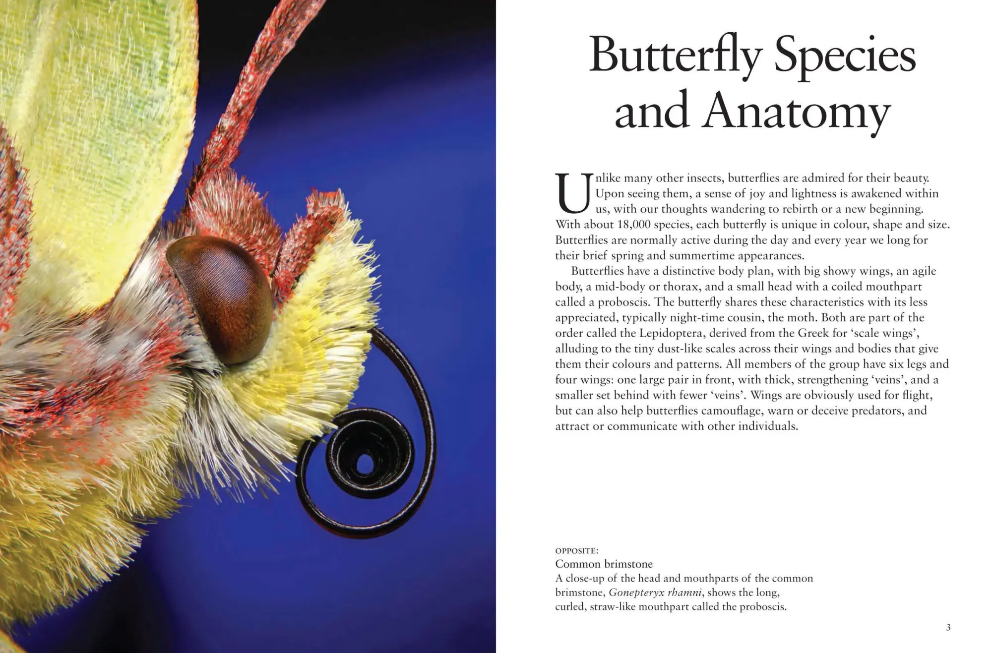 Bild: 9781838863210 | Butterflies | Julianna Photopoulos | Taschenbuch | Mini Encyclopedias