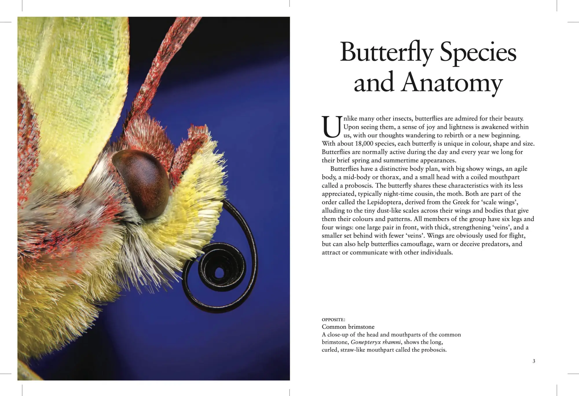 Bild: 9781838863210 | Butterflies | Julianna Photopoulos | Taschenbuch | Mini Encyclopedias