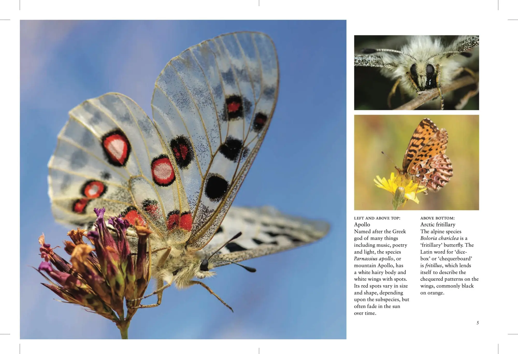 Bild: 9781838863210 | Butterflies | Julianna Photopoulos | Taschenbuch | Mini Encyclopedias
