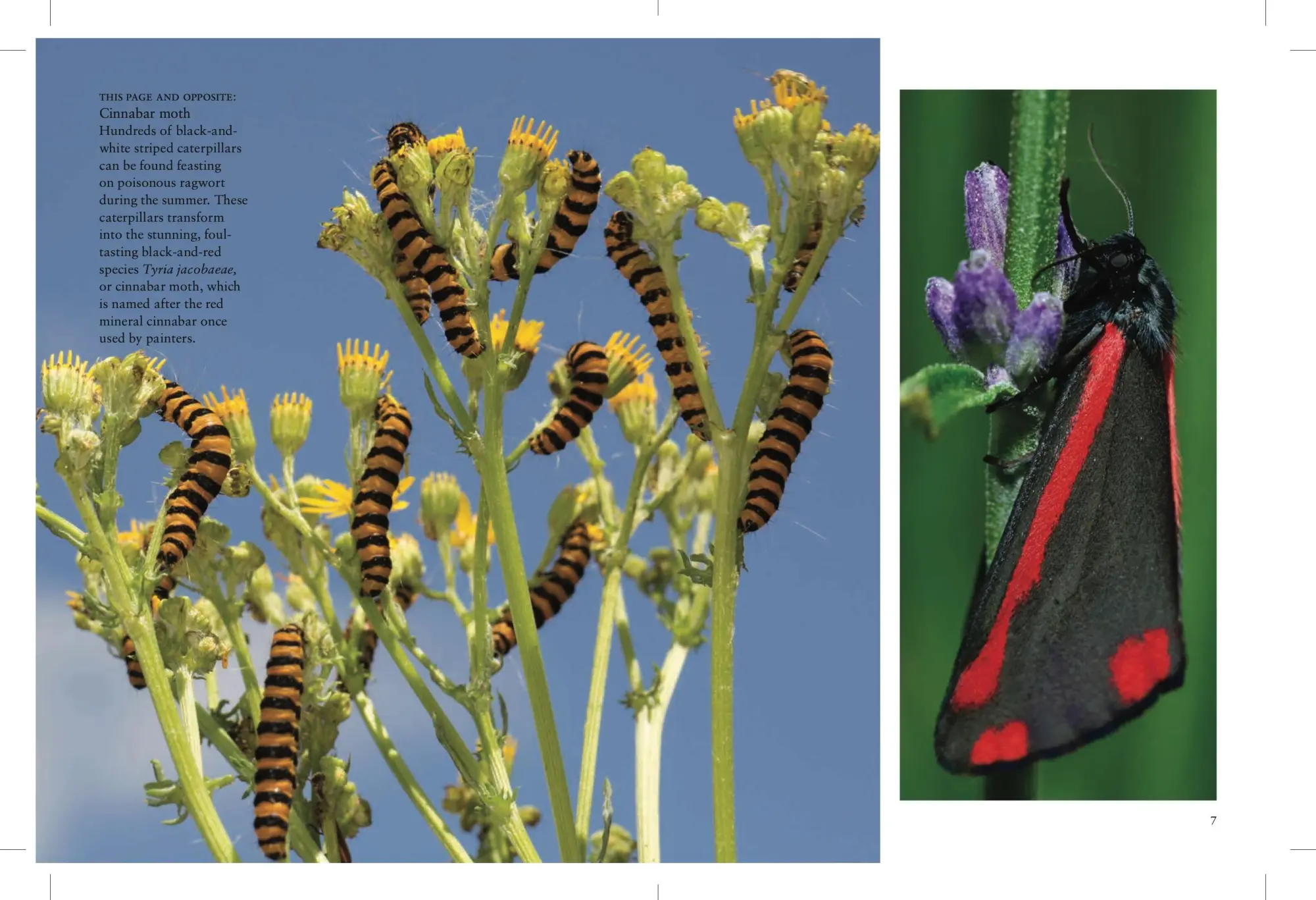 Bild: 9781838863210 | Butterflies | Julianna Photopoulos | Taschenbuch | Mini Encyclopedias