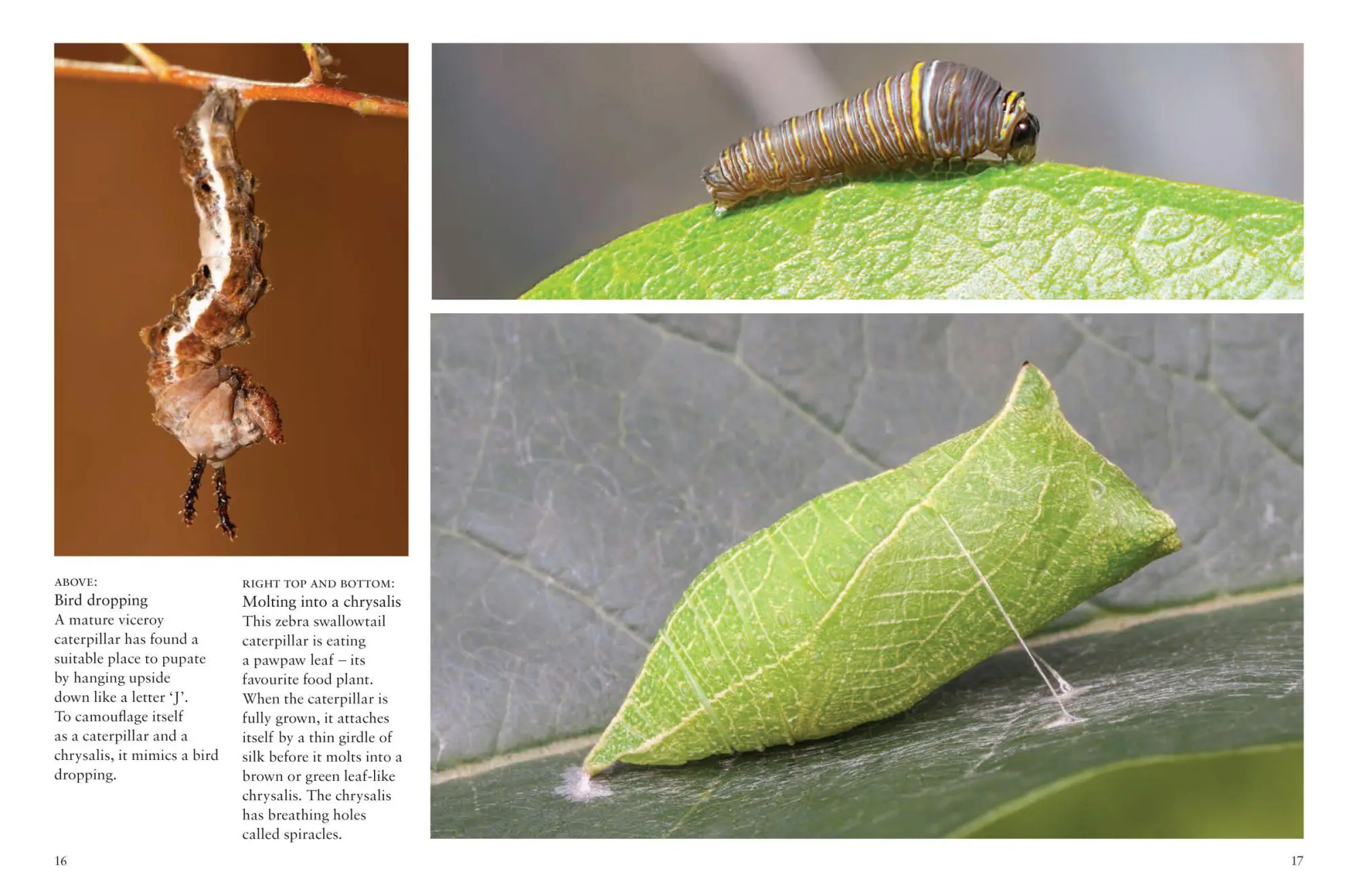 Bild: 9781838863210 | Butterflies | Julianna Photopoulos | Taschenbuch | Mini Encyclopedias