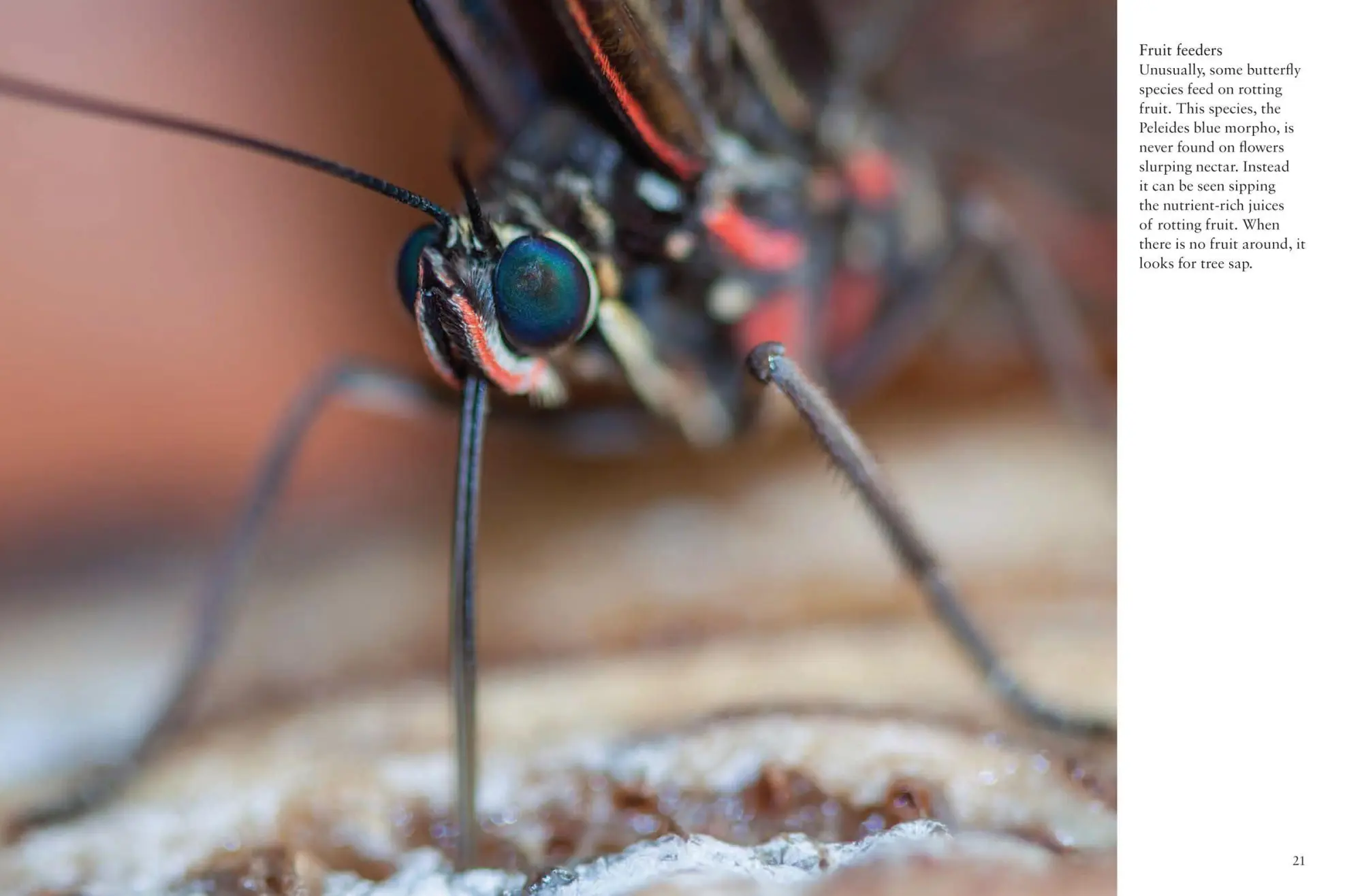 Bild: 9781838863210 | Butterflies | Julianna Photopoulos | Taschenbuch | Mini Encyclopedias