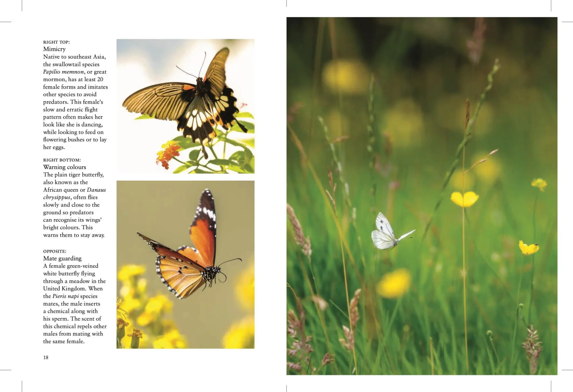 Bild: 9781838863210 | Butterflies | Julianna Photopoulos | Taschenbuch | Mini Encyclopedias