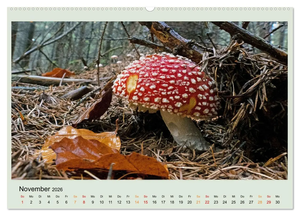 Bild: 9783457413210 | Im Fliegenpilz Rausch (hochwertiger Premium Wandkalender 2026 DIN...