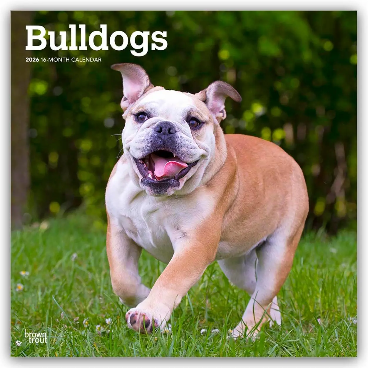 Cover: 9798330703210 | Bulldogs - Bulldogge 2026 - 16-Monatskalender | Browntrout Publishers