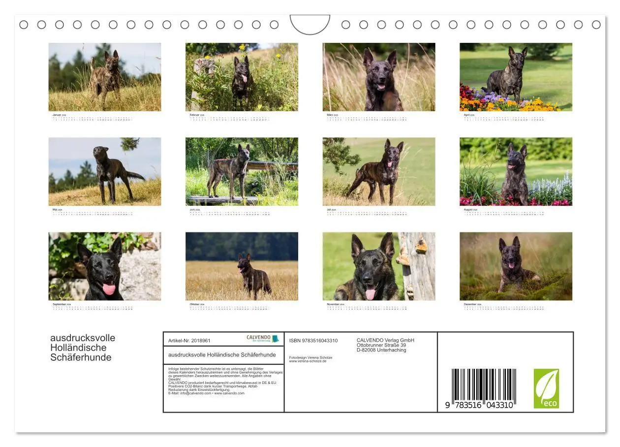 Bild: 9783516043310 | ausdrucksvolle Holländische Schäferhunde (Wandkalender 2026 DIN A4...