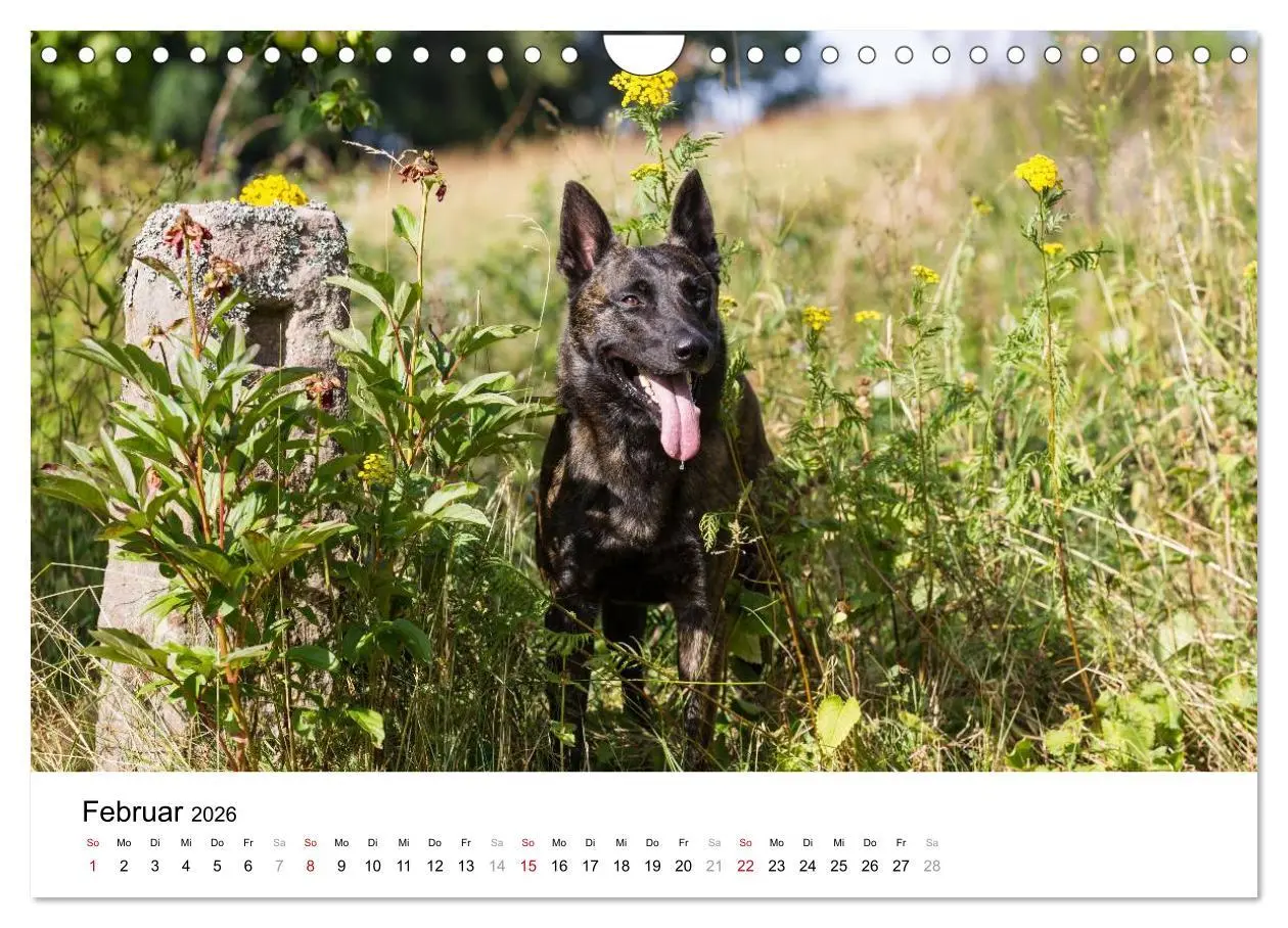Bild: 9783516043310 | ausdrucksvolle Holländische Schäferhunde (Wandkalender 2026 DIN A4...
