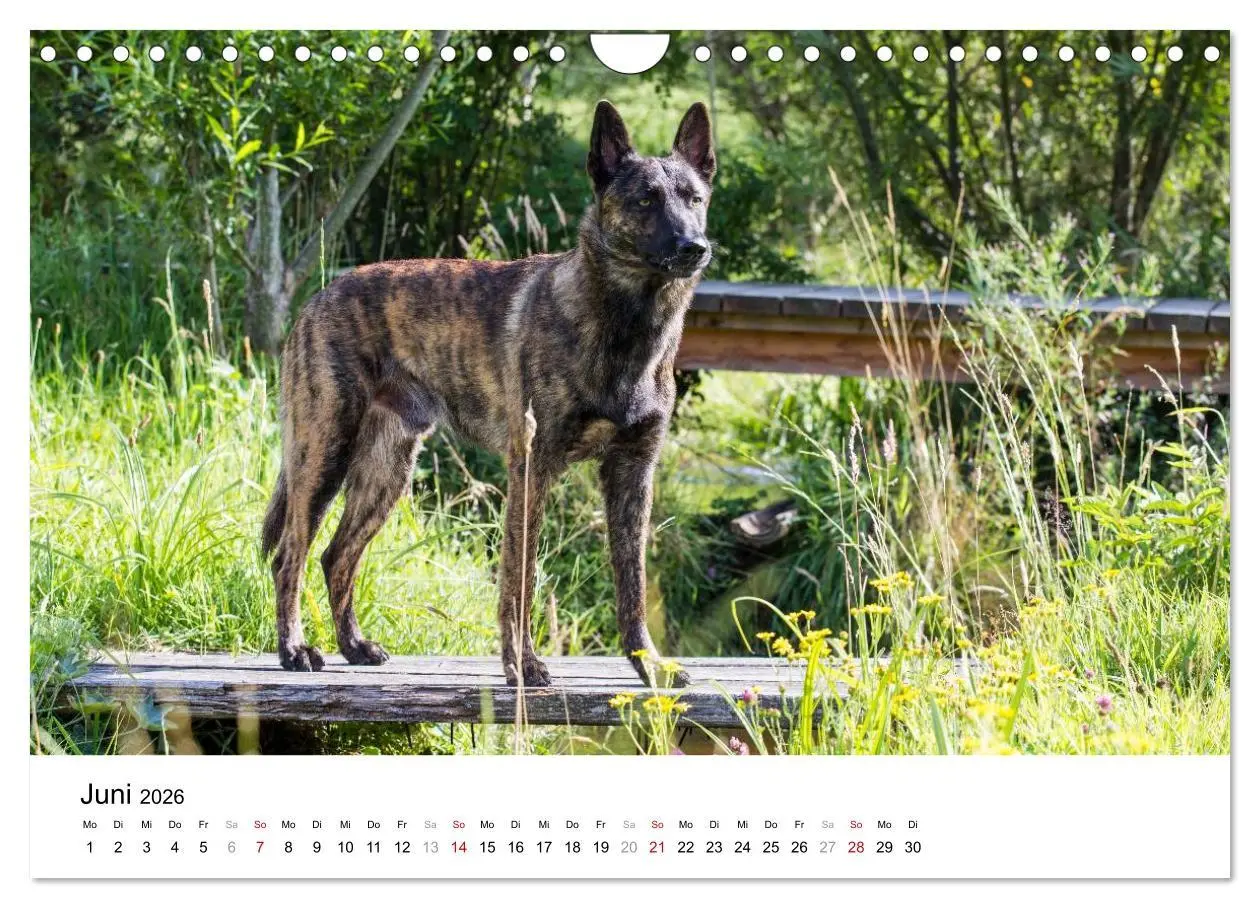 Bild: 9783516043310 | ausdrucksvolle Holländische Schäferhunde (Wandkalender 2026 DIN A4...