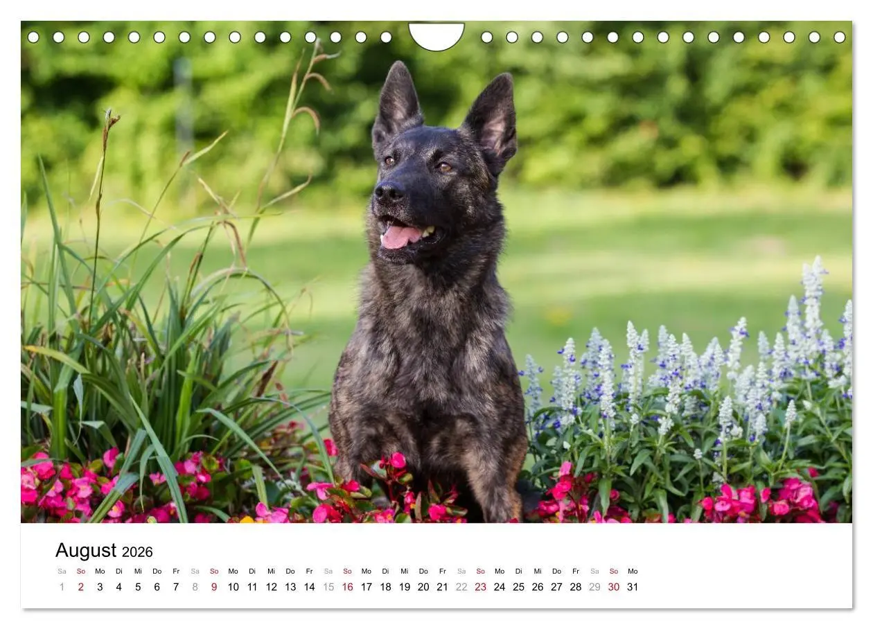 Bild: 9783516043310 | ausdrucksvolle Holländische Schäferhunde (Wandkalender 2026 DIN A4...