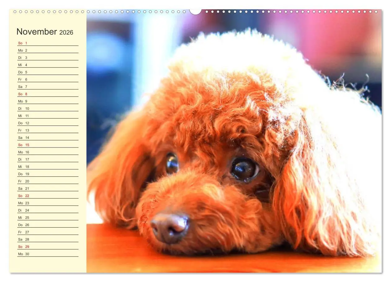 Bild: 9783457633410 | Pudel. Lustige Allrounder im Wollfell (Wandkalender 2026 DIN A2...