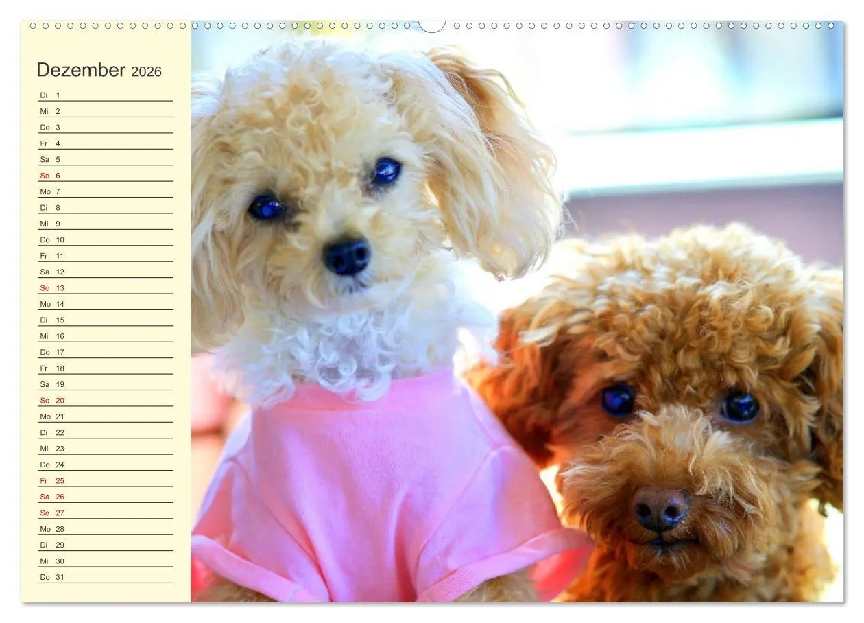 Bild: 9783457633410 | Pudel. Lustige Allrounder im Wollfell (Wandkalender 2026 DIN A2...