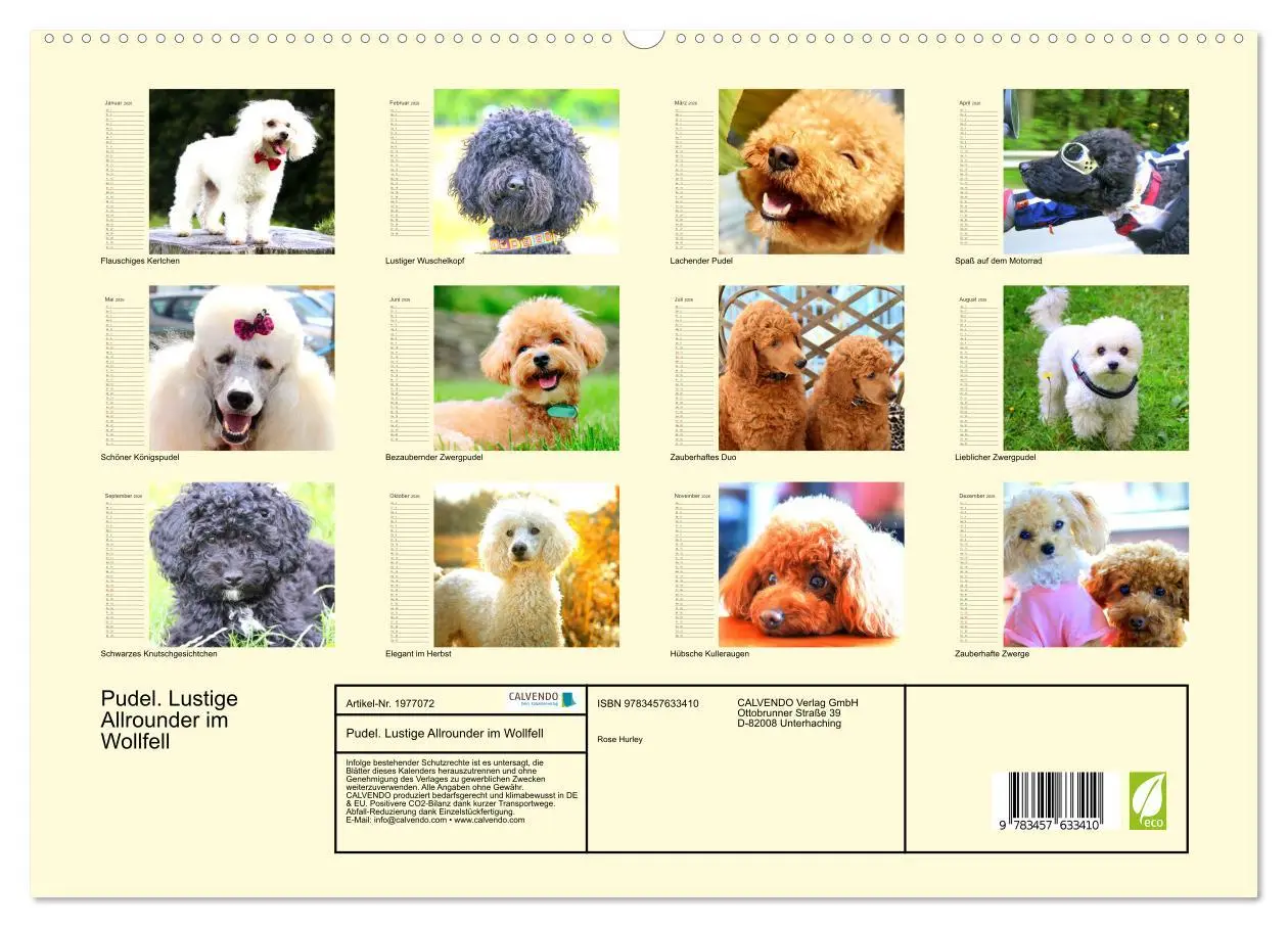 Bild: 9783457633410 | Pudel. Lustige Allrounder im Wollfell (Wandkalender 2026 DIN A2...