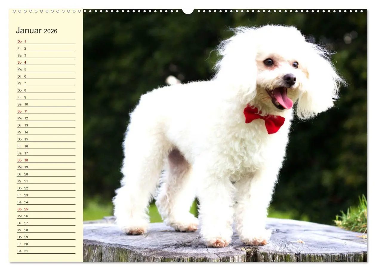 Bild: 9783457633410 | Pudel. Lustige Allrounder im Wollfell (Wandkalender 2026 DIN A2...
