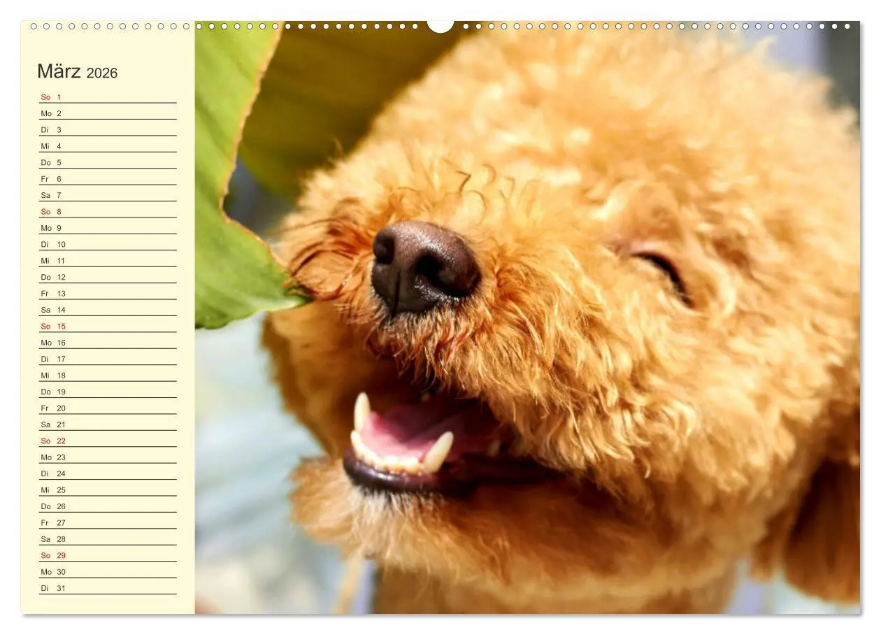 Bild: 9783457633410 | Pudel. Lustige Allrounder im Wollfell (Wandkalender 2026 DIN A2...