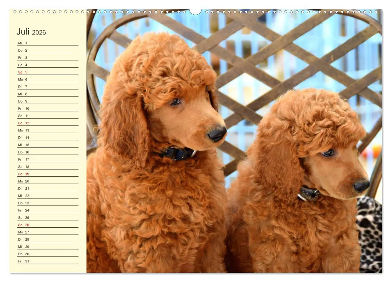Bild: 9783457633410 | Pudel. Lustige Allrounder im Wollfell (Wandkalender 2026 DIN A2...