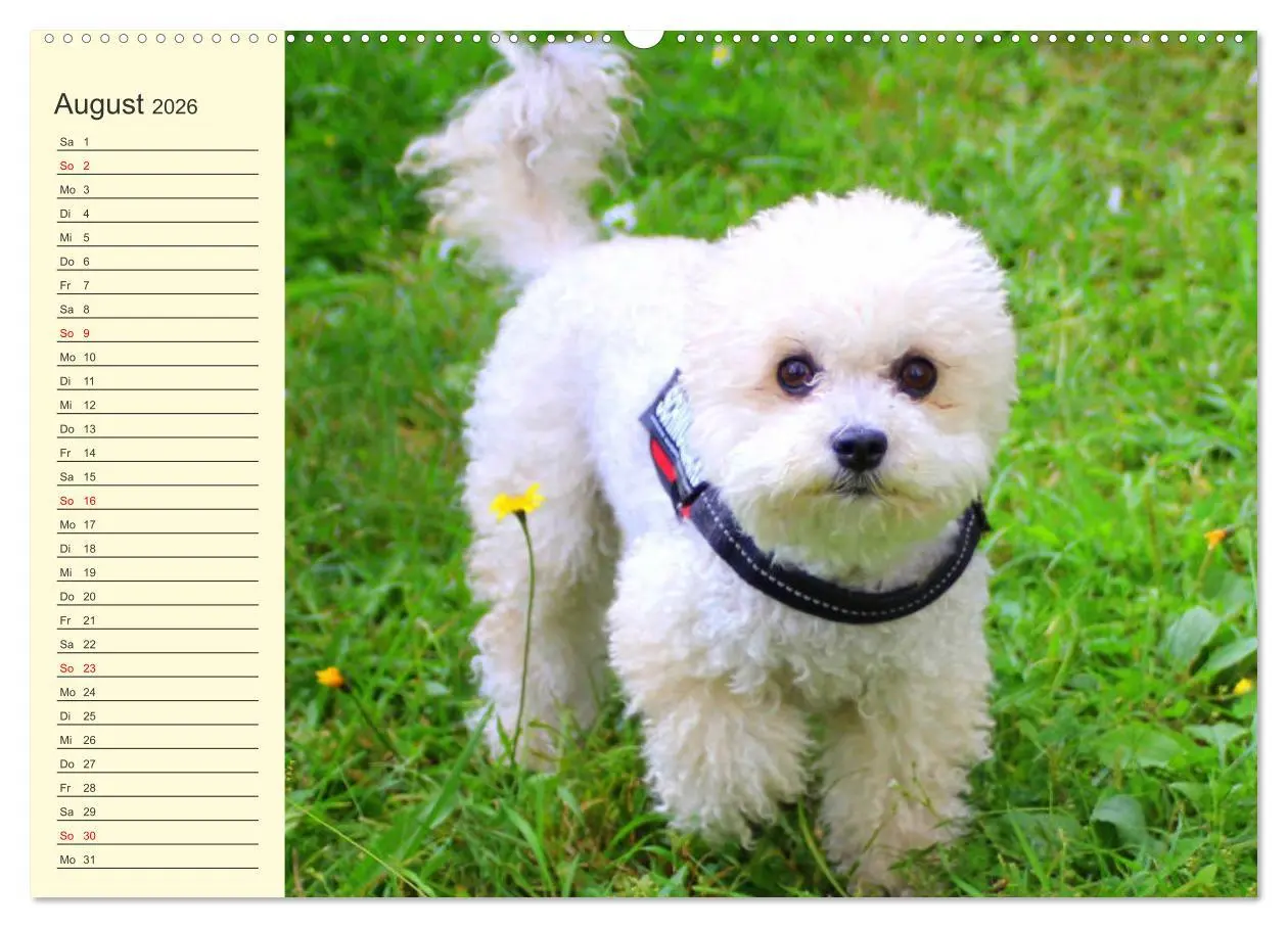 Bild: 9783457633410 | Pudel. Lustige Allrounder im Wollfell (Wandkalender 2026 DIN A2...
