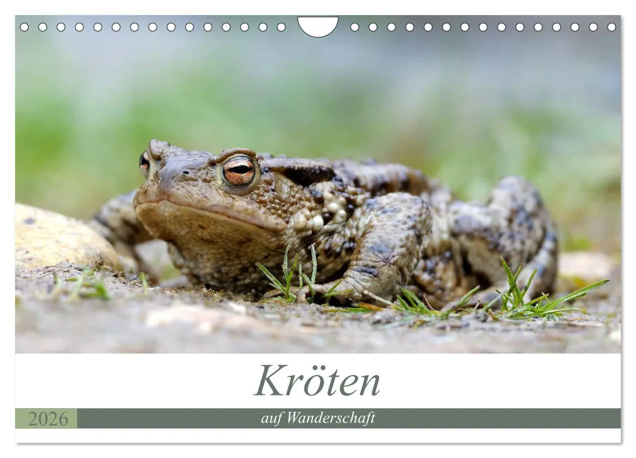Cover: 9783457863510 | Kröten auf Wanderschaft (Wandkalender 2026 DIN A4 quer), CALVENDO...