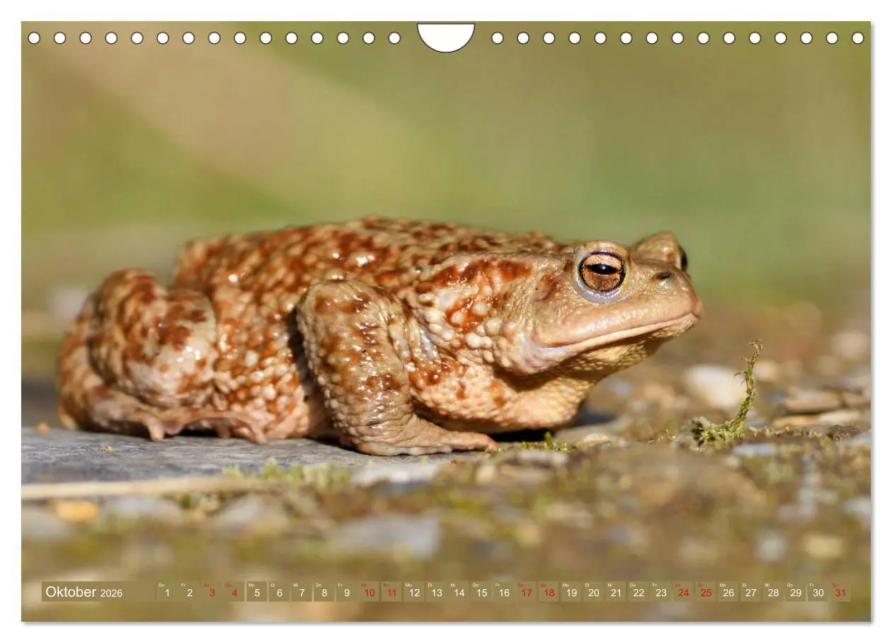Bild: 9783457863510 | Kröten auf Wanderschaft (Wandkalender 2026 DIN A4 quer), CALVENDO...