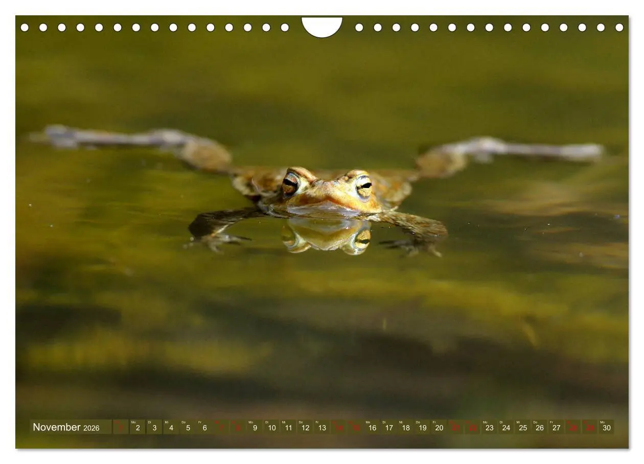 Bild: 9783457863510 | Kröten auf Wanderschaft (Wandkalender 2026 DIN A4 quer), CALVENDO...