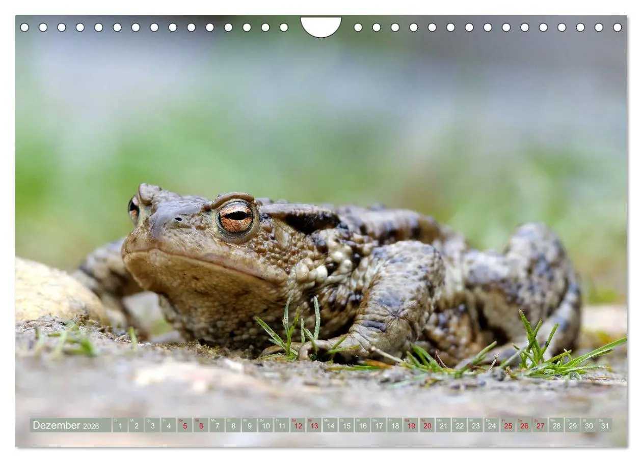 Bild: 9783457863510 | Kröten auf Wanderschaft (Wandkalender 2026 DIN A4 quer), CALVENDO...