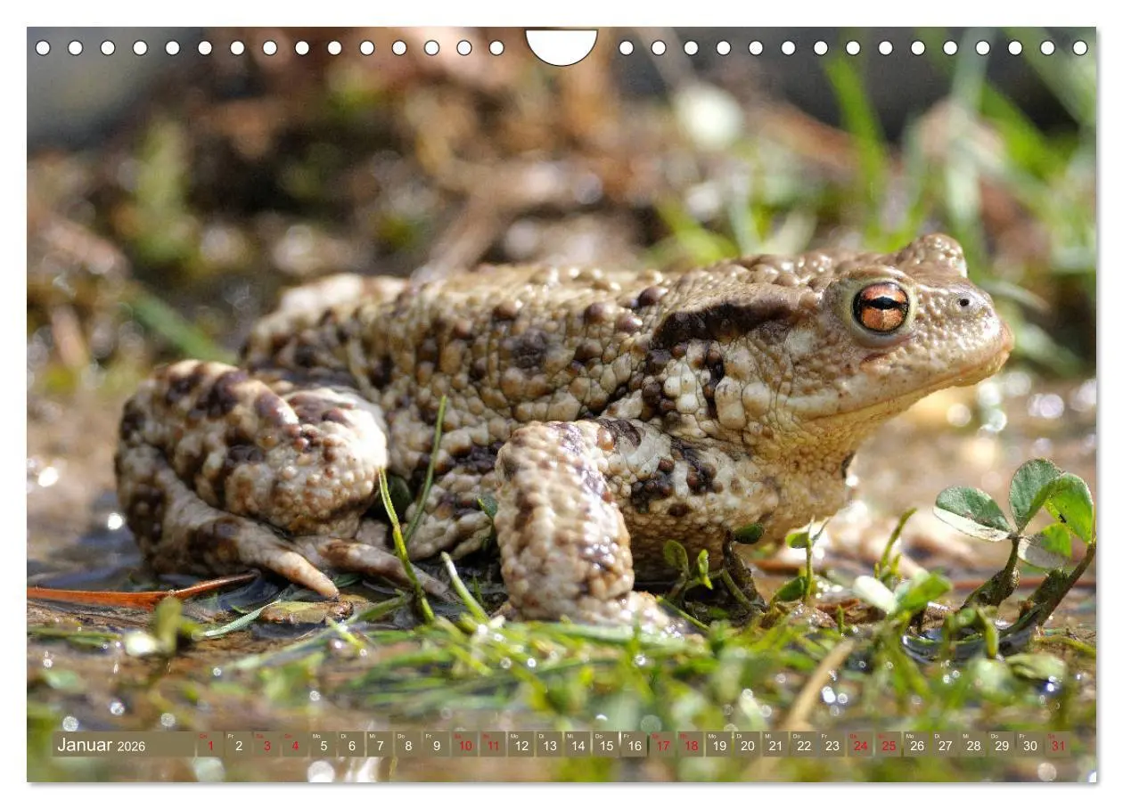 Bild: 9783457863510 | Kröten auf Wanderschaft (Wandkalender 2026 DIN A4 quer), CALVENDO...
