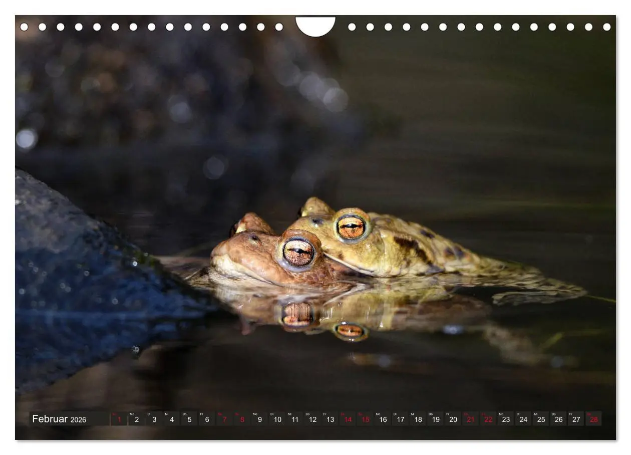 Bild: 9783457863510 | Kröten auf Wanderschaft (Wandkalender 2026 DIN A4 quer), CALVENDO...