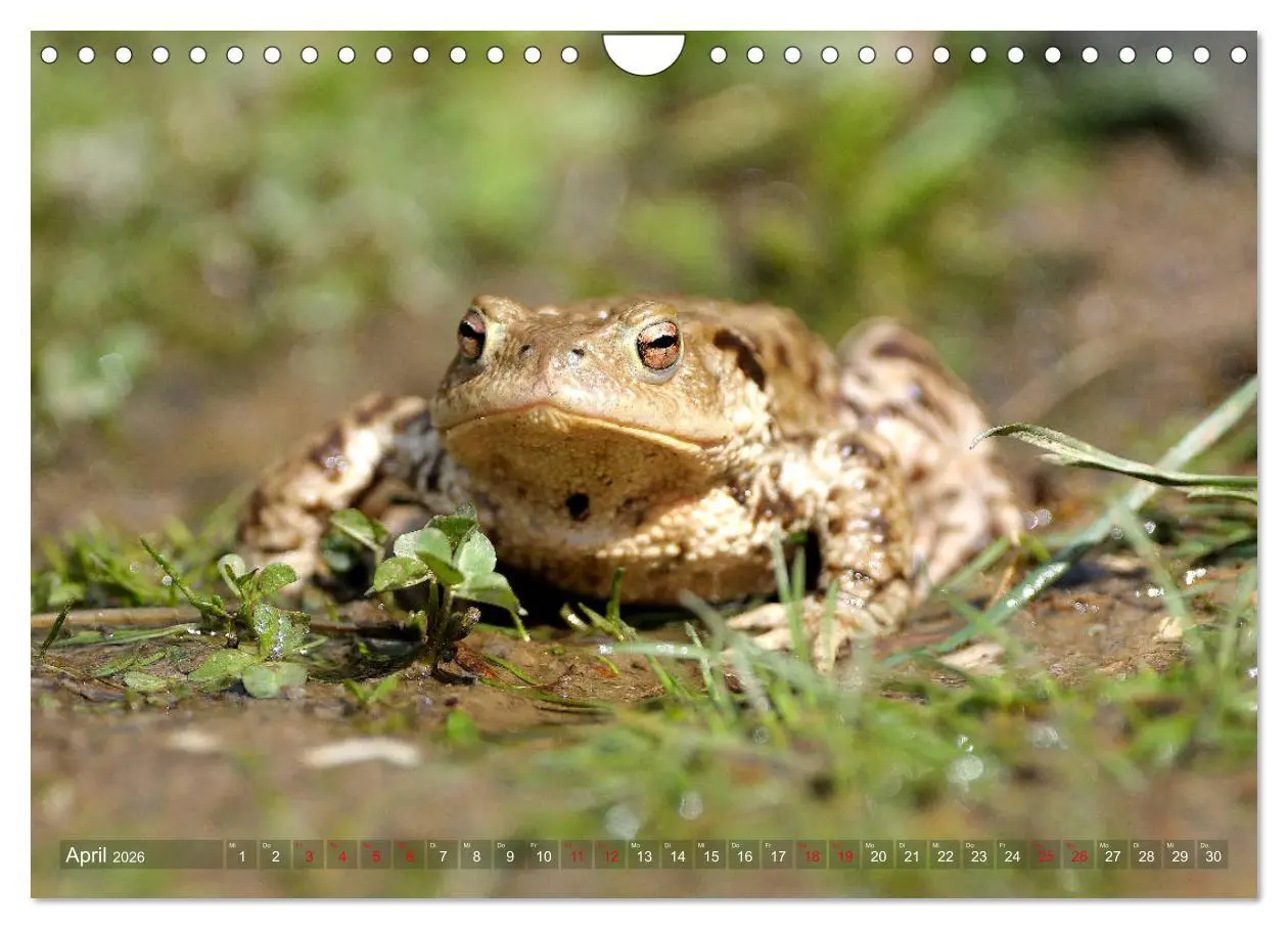 Bild: 9783457863510 | Kröten auf Wanderschaft (Wandkalender 2026 DIN A4 quer), CALVENDO...