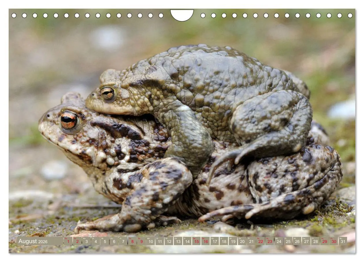 Bild: 9783457863510 | Kröten auf Wanderschaft (Wandkalender 2026 DIN A4 quer), CALVENDO...