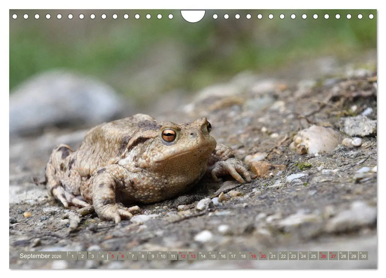 Bild: 9783457863510 | Kröten auf Wanderschaft (Wandkalender 2026 DIN A4 quer), CALVENDO...