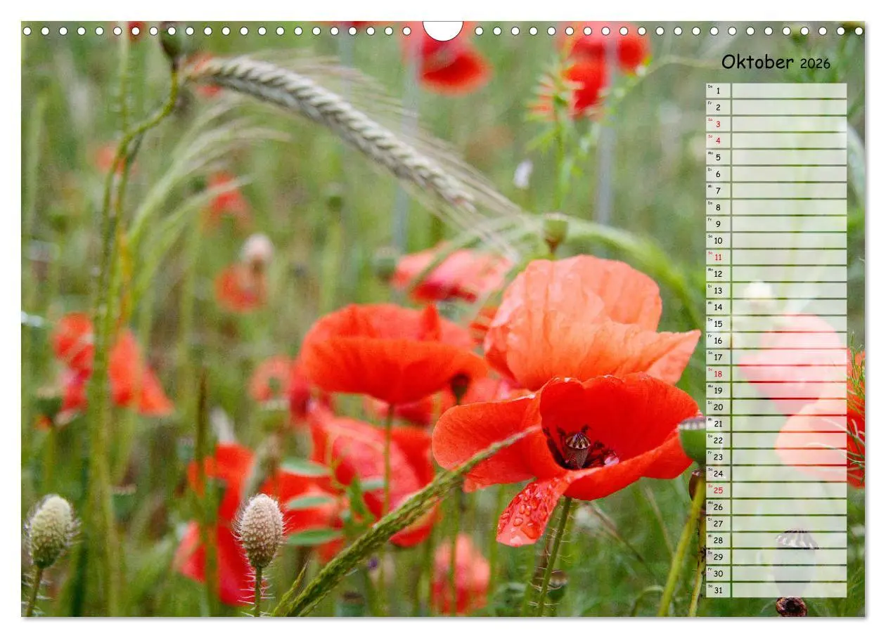 Bild: 9783457933510 | Klatschmohn im Feld (Wandkalender 2026 DIN A3 quer), CALVENDO...