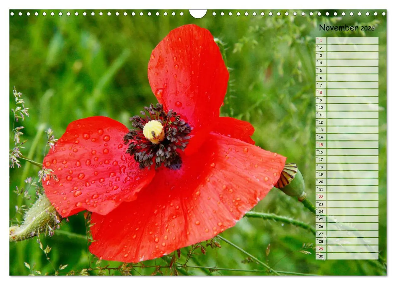 Bild: 9783457933510 | Klatschmohn im Feld (Wandkalender 2026 DIN A3 quer), CALVENDO...