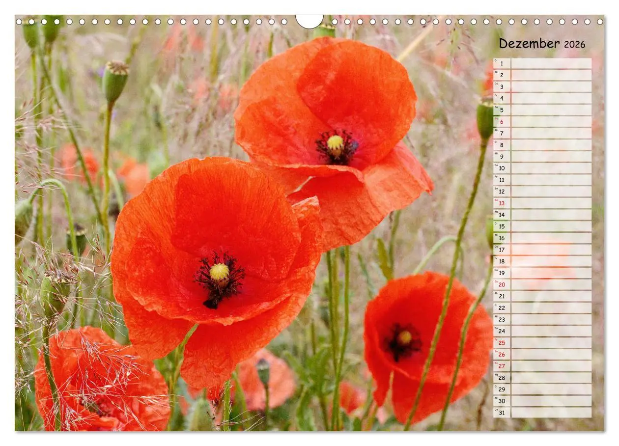 Bild: 9783457933510 | Klatschmohn im Feld (Wandkalender 2026 DIN A3 quer), CALVENDO...