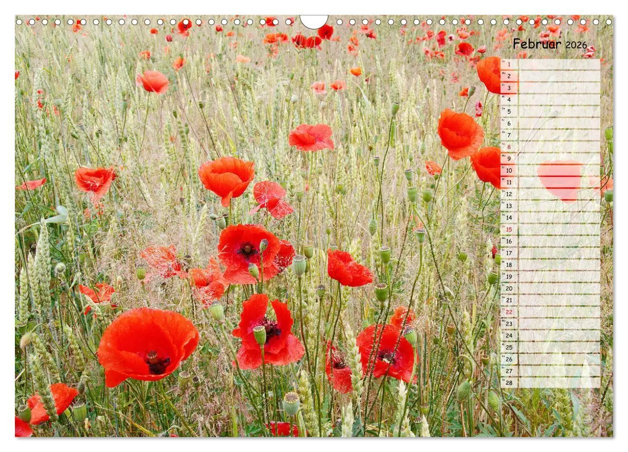 Bild: 9783457933510 | Klatschmohn im Feld (Wandkalender 2026 DIN A3 quer), CALVENDO...