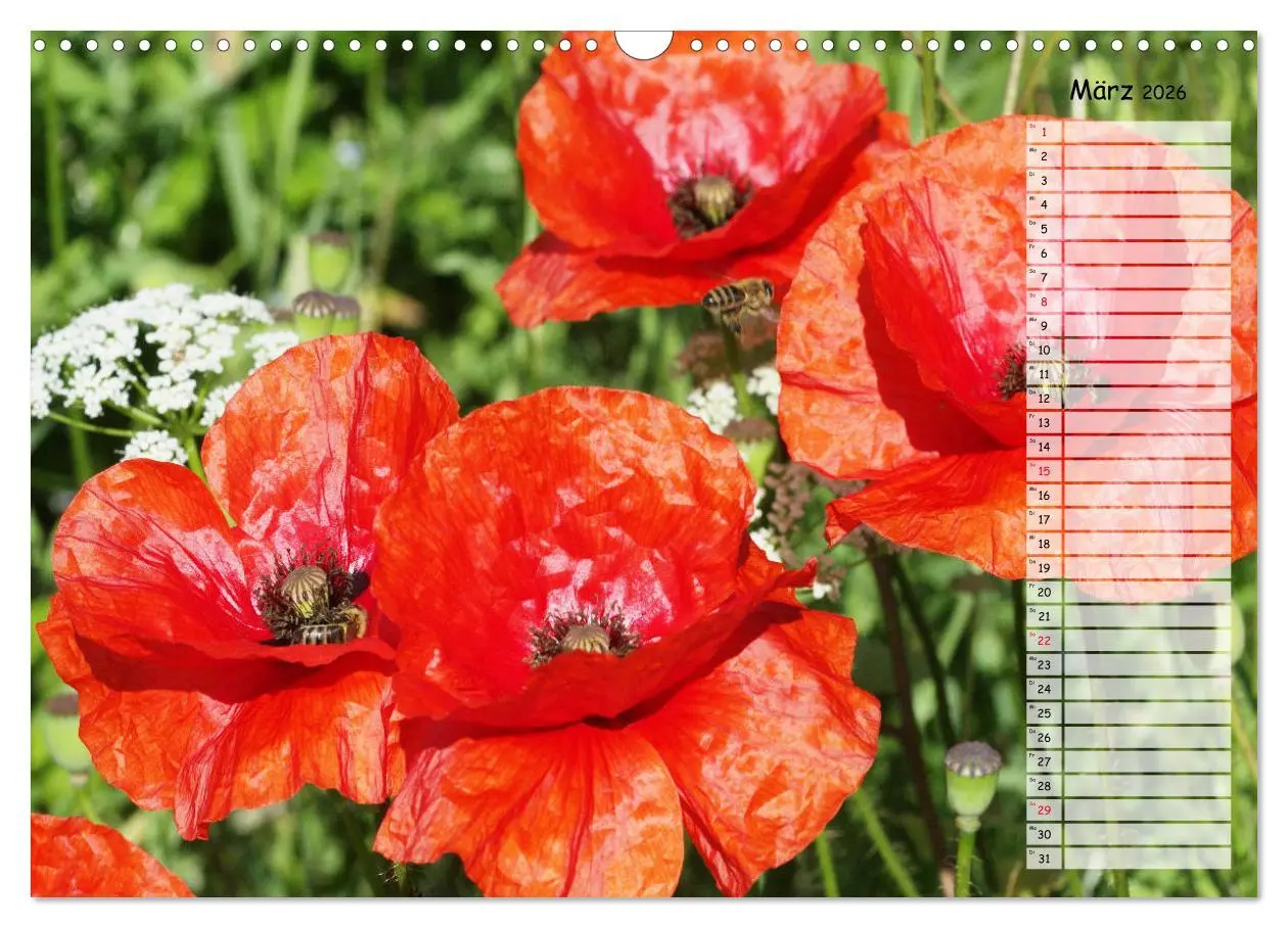 Bild: 9783457933510 | Klatschmohn im Feld (Wandkalender 2026 DIN A3 quer), CALVENDO...