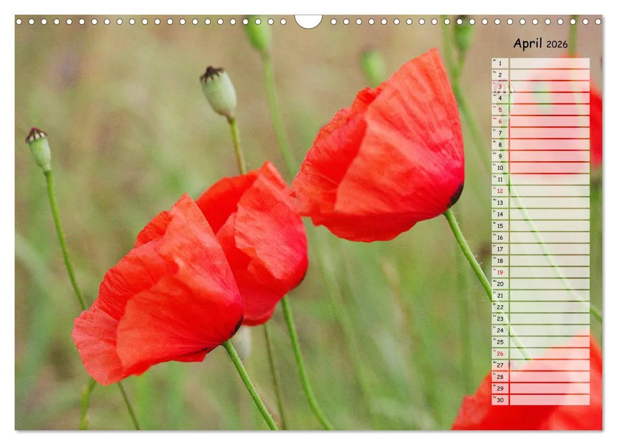 Bild: 9783457933510 | Klatschmohn im Feld (Wandkalender 2026 DIN A3 quer), CALVENDO...