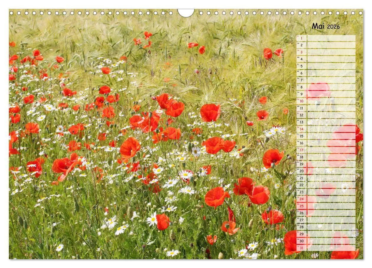 Bild: 9783457933510 | Klatschmohn im Feld (Wandkalender 2026 DIN A3 quer), CALVENDO...