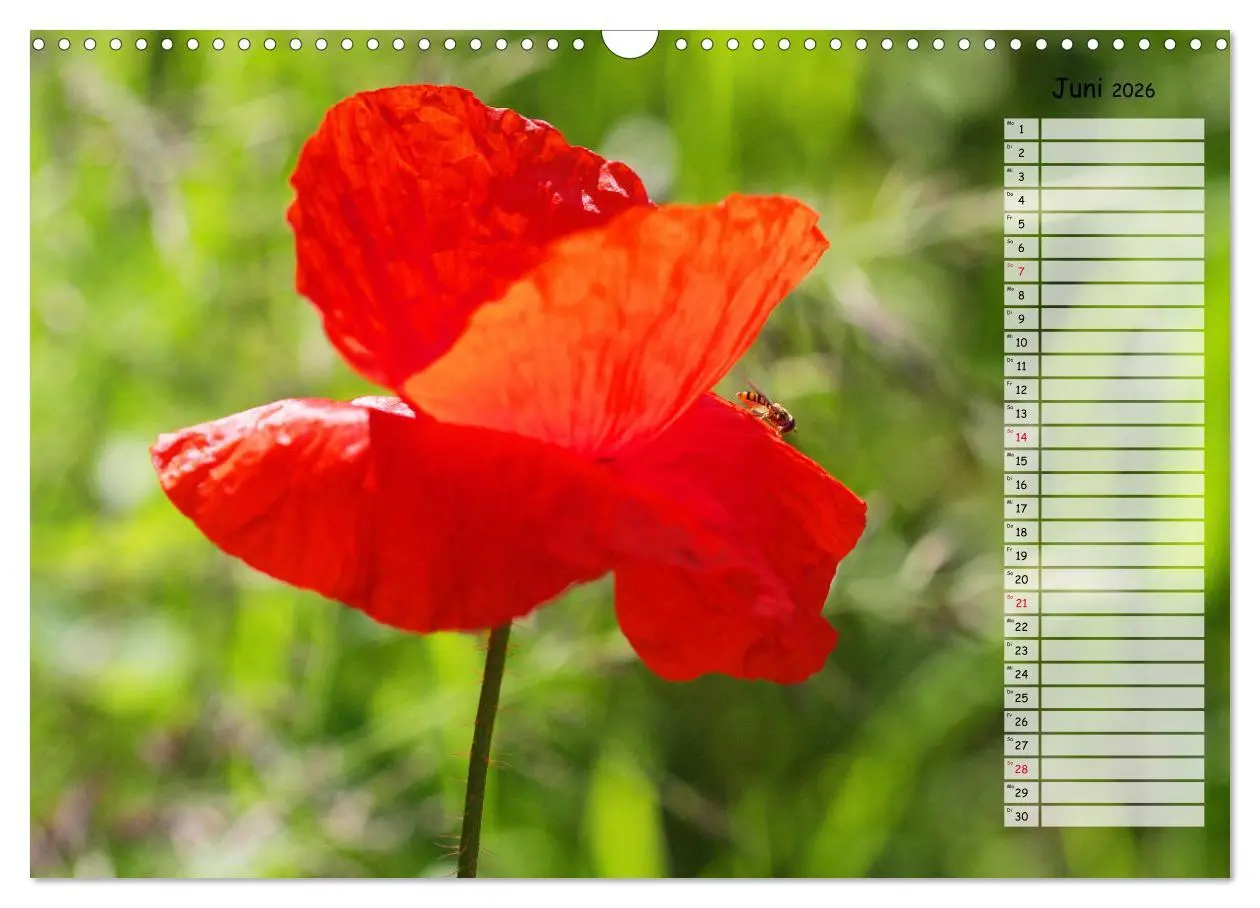 Bild: 9783457933510 | Klatschmohn im Feld (Wandkalender 2026 DIN A3 quer), CALVENDO...