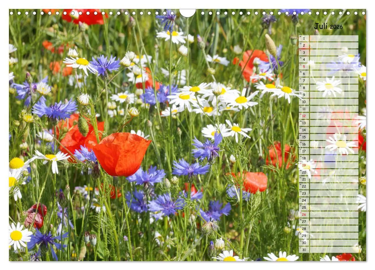Bild: 9783457933510 | Klatschmohn im Feld (Wandkalender 2026 DIN A3 quer), CALVENDO...