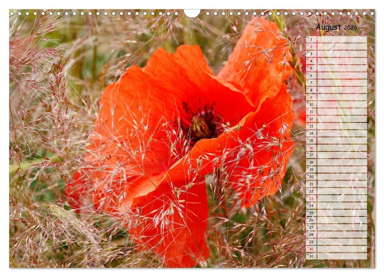 Bild: 9783457933510 | Klatschmohn im Feld (Wandkalender 2026 DIN A3 quer), CALVENDO...