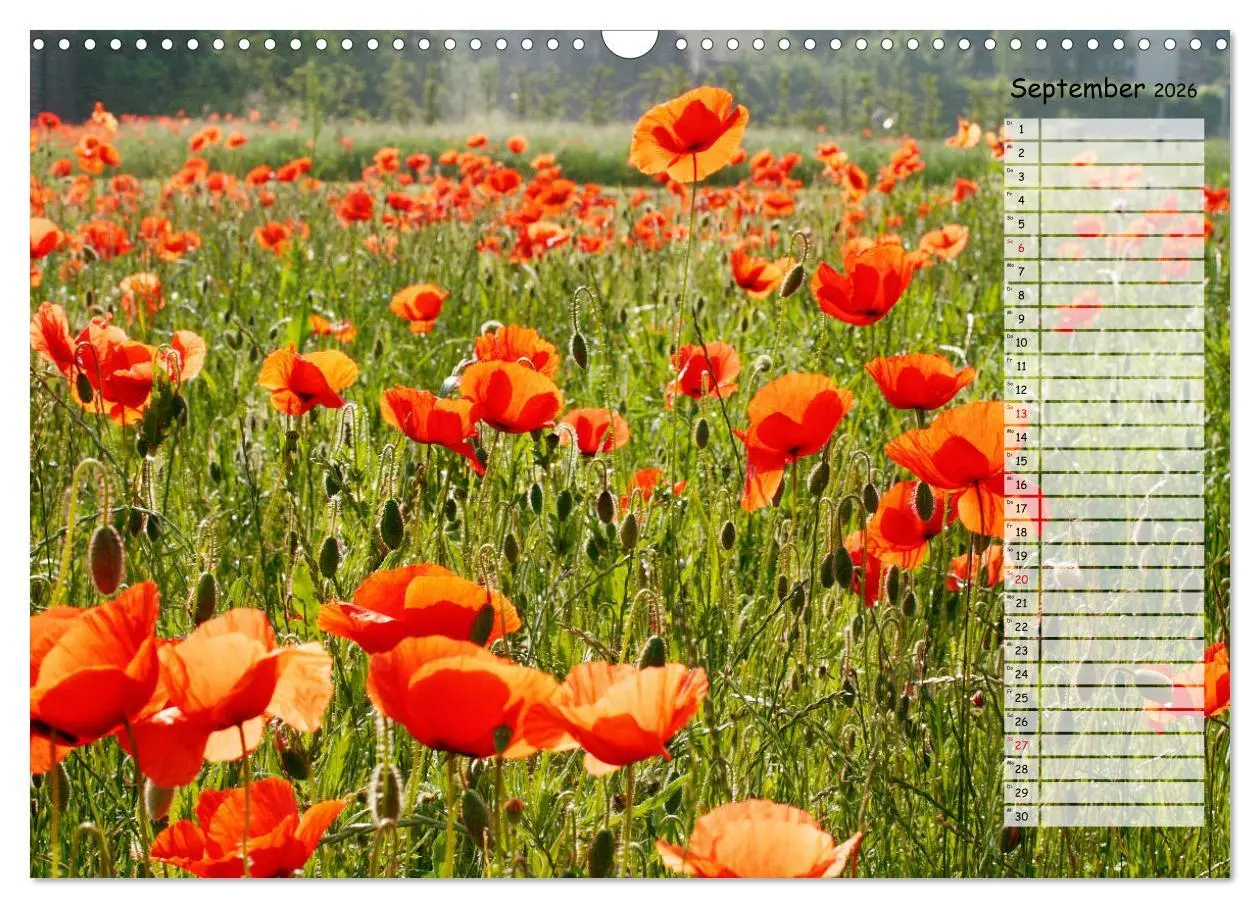 Bild: 9783457933510 | Klatschmohn im Feld (Wandkalender 2026 DIN A3 quer), CALVENDO...