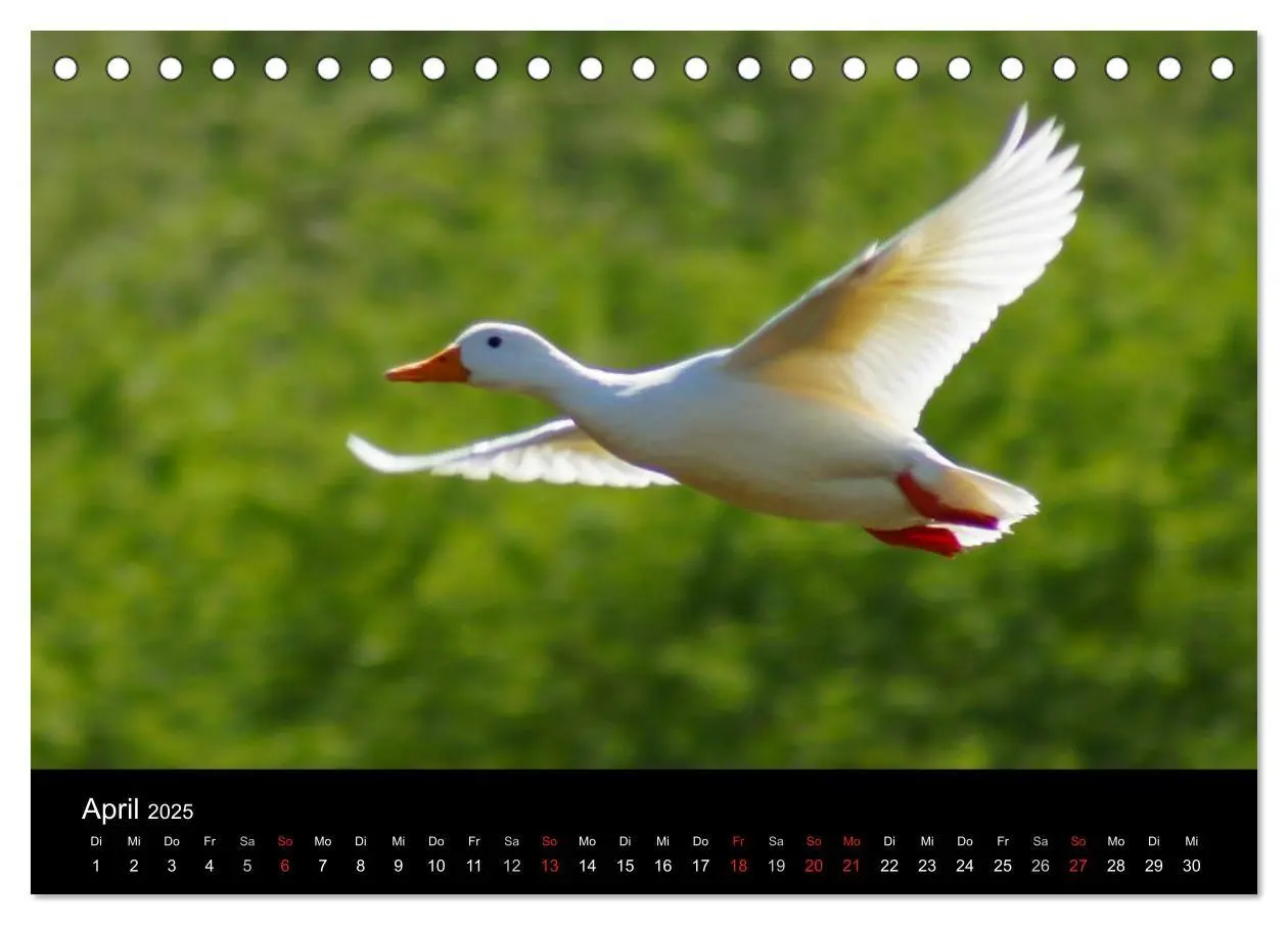 Bild: 9783435833610 | Das Leben der Enten (Tischkalender 2025 DIN A5 quer), CALVENDO...