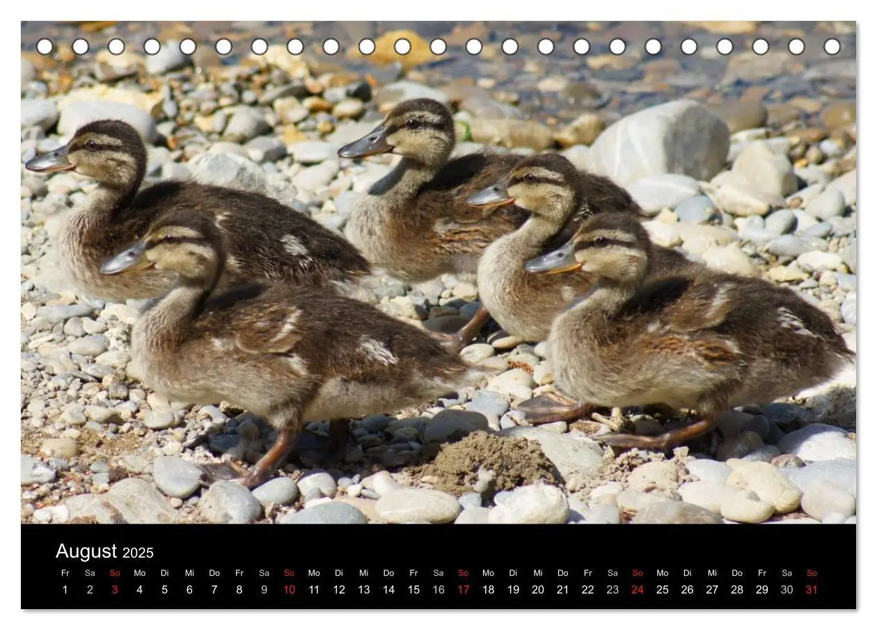 Bild: 9783435833610 | Das Leben der Enten (Tischkalender 2025 DIN A5 quer), CALVENDO...