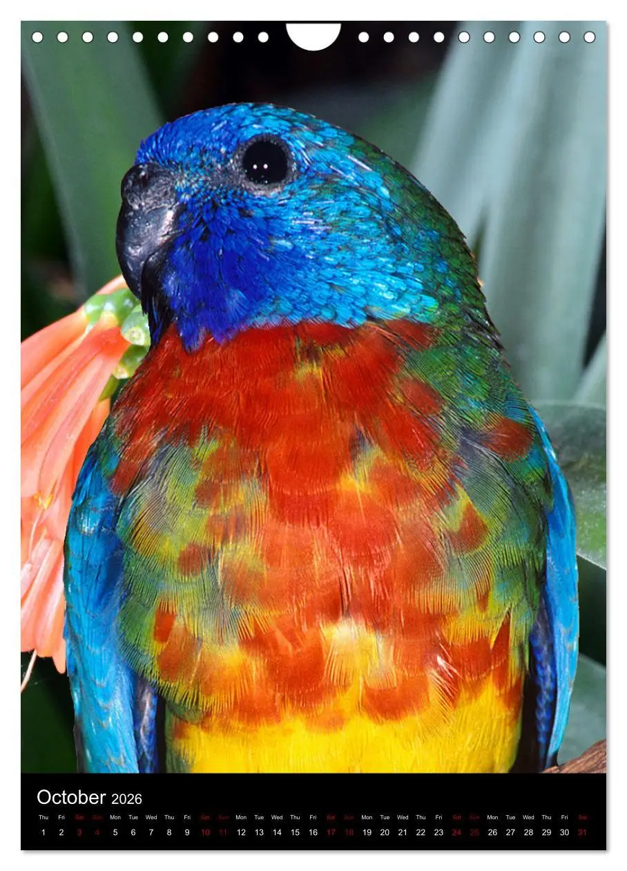 Bild: 9783516553710 | Fascinating parrots from all over the world (Wall Calendar 2026 DIN...