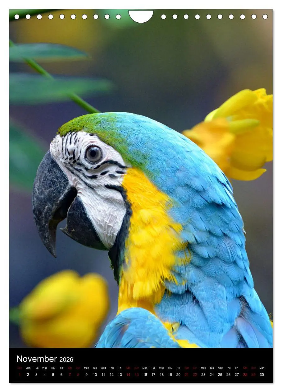 Bild: 9783516553710 | Fascinating parrots from all over the world (Wall Calendar 2026 DIN...