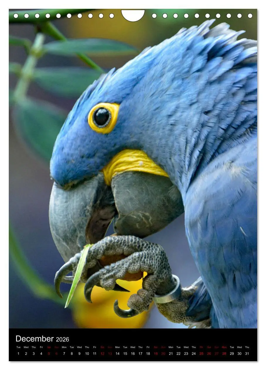 Bild: 9783516553710 | Fascinating parrots from all over the world (Wall Calendar 2026 DIN...